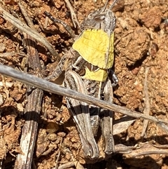 Perunga ochracea (Perunga grasshopper, Cross-dressing Grasshopper) at Whitlam, ACT - 1 Oct 2024 by SteveBorkowskis