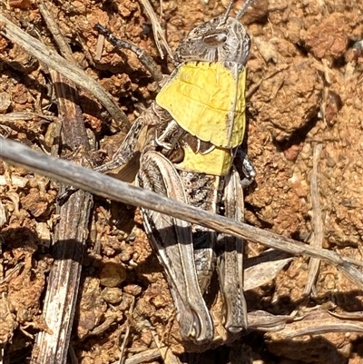 Perunga ochracea (Perunga grasshopper, Cross-dressing Grasshopper) at Whitlam, ACT - 1 Oct 2024 by SteveBorkowskis