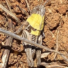 Perunga ochracea at Whitlam, ACT - 1 Oct 2024 11:26 AM