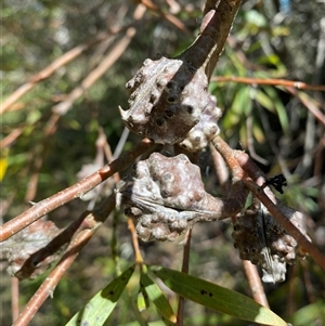 Hakea salicifolia subsp. salicifolia at Campbell, ACT - 1 Oct 2024 12:44 PM