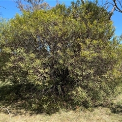 Hakea salicifolia subsp. salicifolia at Campbell, ACT - 1 Oct 2024 12:44 PM