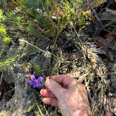 Scaevola ramosissima (Hairy Fan-flower) at Budgong, NSW - 1 Oct 2024 by lbradley