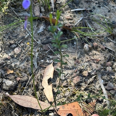 Hybanthus monopetalus (Slender Violet) at Budgong, NSW - 1 Oct 2024 by lbradley