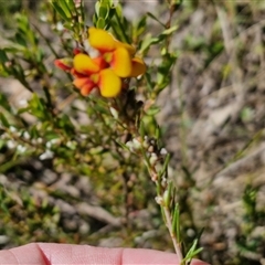 Dillwynia sericea at Goulburn, NSW - 1 Oct 2024 12:58 PM