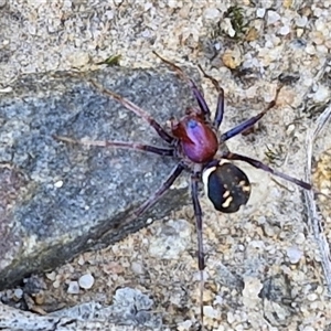 Habronestes bradleyi at Goulburn, NSW - 1 Oct 2024