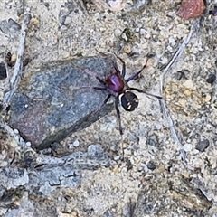 Habronestes bradleyi at Goulburn, NSW - 1 Oct 2024