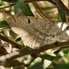 Dissomorphia australiaria (Dashed Geometrid, Ennominae) at Goulburn, NSW - 1 Oct 2024 by trevorpreston