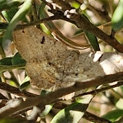 Dissomorphia australiaria at Goulburn, NSW - 1 Oct 2024