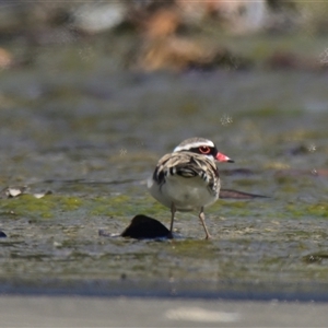 Charadrius melanops at Coombs, ACT - 1 Oct 2024