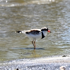 Charadrius melanops at Coombs, ACT - 1 Oct 2024