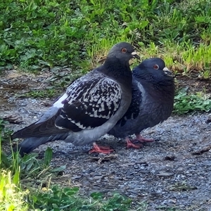 Columba livia at Goulburn, NSW - 1 Oct 2024