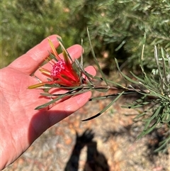 Lambertia formosa (Mountain Devil) at Budgong, NSW - 1 Oct 2024 by lbradley