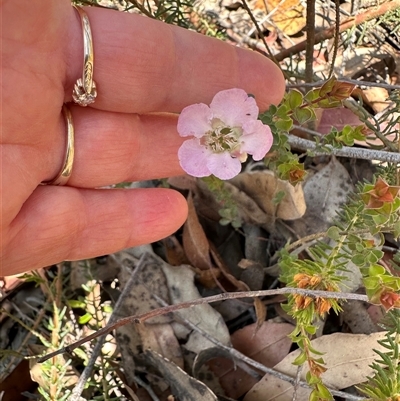 Leptospermum rotundifolium (Round Leaf Teatree) at Budgong, NSW - 1 Oct 2024 by lbradley