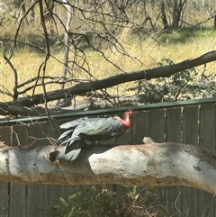 Callocephalon fimbriatum (Gang-gang Cockatoo) - 1 Jan 1900 by Louisab