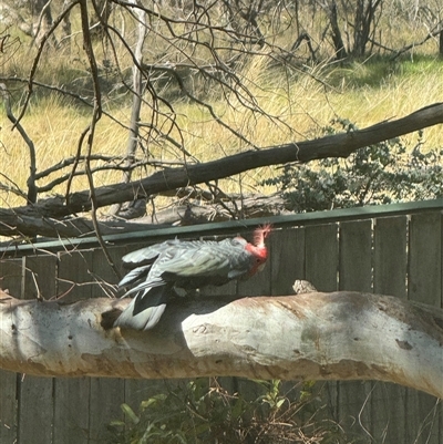 Callocephalon fimbriatum (Gang-gang Cockatoo) - 1 Jan 1900 by Louisab