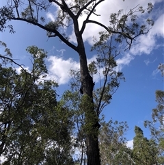 Unidentified Gum Tree at Kungala, NSW - 1 Oct 2024 by donnanchris