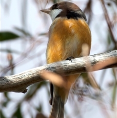 Pachycephala rufiventris (Rufous Whistler) at Ainslie, ACT - 30 Sep 2024 by jb2602