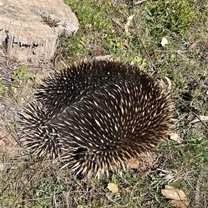 Tachyglossus aculeatus at Denman Prospect, ACT - 1 Oct 2024