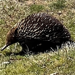 Tachyglossus aculeatus at Denman Prospect, ACT - 1 Oct 2024