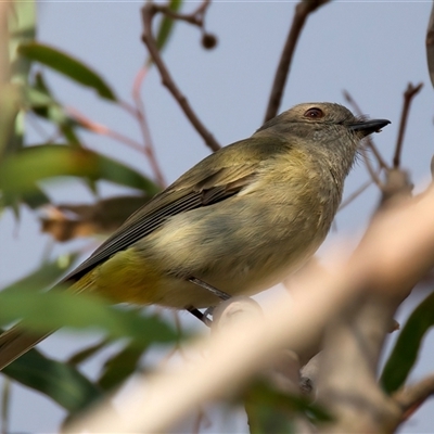 Pachycephala pectoralis (Golden Whistler) at Ainslie, ACT - 30 Sep 2024 by jb2602