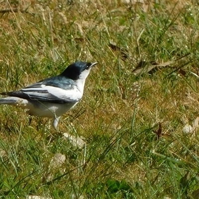 Lalage tricolor (White-winged Triller) at Symonston, ACT - 1 Oct 2024 by CallumBraeRuralProperty