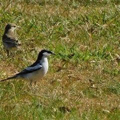 Lalage tricolor at Symonston, ACT - 1 Oct 2024