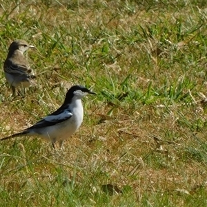 Lalage tricolor at Symonston, ACT - 1 Oct 2024