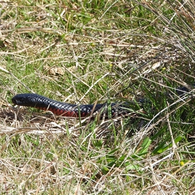 Pseudechis porphyriacus (Red-bellied Black Snake) at Kambah, ACT - 1 Oct 2024 by LinePerrins