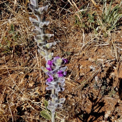 Cullen australasicum (Native Scurf-Pea) at Mount Zeil, NT - 26 Aug 2024 by Paul4K
