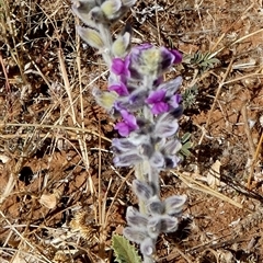 Cullen australasicum at Mount Zeil, NT - 26 Aug 2024 11:22 AM