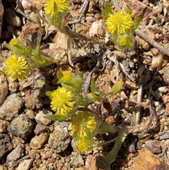 Triptilodiscus pygmaeus (Annual Daisy) at Denman Prospect, ACT - 1 Oct 2024 by Jennybach