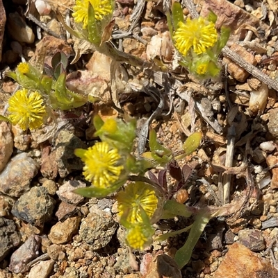 Triptilodiscus pygmaeus (Annual Daisy) at Denman Prospect, ACT - 1 Oct 2024 by Jennybach