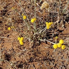 Unidentified Daisy at Kunparrka, NT - 26 Aug 2024 by Paul4K