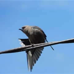 Artamus cyanopterus (Dusky Woodswallow) at Symonston, ACT - 28 Sep 2024 by CallumBraeRuralProperty