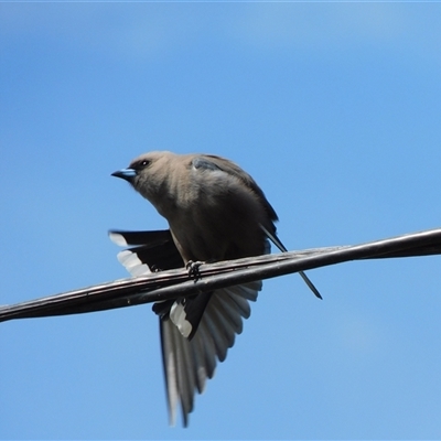 Artamus cyanopterus (Dusky Woodswallow) at Symonston, ACT - 28 Sep 2024 by CallumBraeRuralProperty