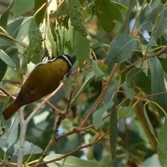 Melithreptus lunatus (White-naped Honeyeater) at Symonston, ACT - 29 Sep 2024 by CallumBraeRuralProperty