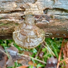 Unverified Other fungi on wood at Ghan, NT - 30 Sep 2024 by Brouhaha