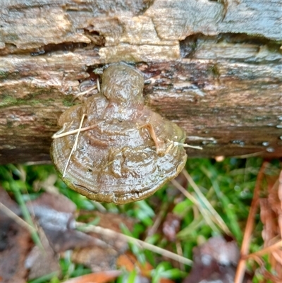 Unidentified Other fungi on wood at Ghan, NT - 30 Sep 2024 by Brouhaha