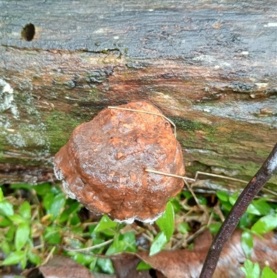 Unidentified Other fungi on wood at Ghan, NT - 30 Sep 2024 by Brouhaha