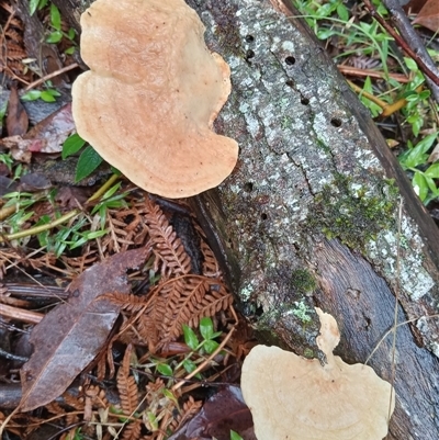 Unidentified Other non-black fungi  at Ghan, NT - 30 Sep 2024 by Brouhaha