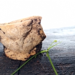 Unidentified Fungus at Ghan, NT - 30 Sep 2024 by Brouhaha