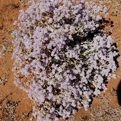 Ptilotus obovatus (Cotton Bush) at Kunparrka, NT - 26 Aug 2024 by Paul4K