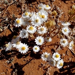 Rhodanthe floribunda (Common White Sunray) at Kunparrka, NT - 26 Aug 2024 by Paul4K