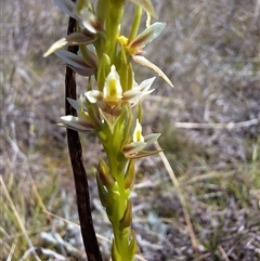 Paraprasophyllum petilum (Tarengo Leek Orchid) at Boorowa, NSW - 30 Sep 2024 by forest17178