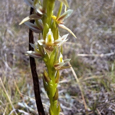 Paraprasophyllum petilum (Tarengo Leek Orchid) at Boorowa, NSW - 30 Sep 2024 by forest17178