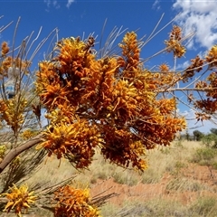 Grevillea eriostachya (Yellow Flame Grevillea) at Kunparrka, NT - 26 Aug 2024 by Paul4K