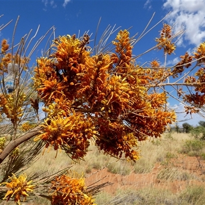 Grevillea eriostachya (Yellow Flame Grevillea) at Kunparrka, NT - 26 Aug 2024 by Paul4K