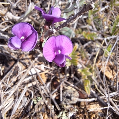 Swainsona sericea (Silky Swainson-Pea) at Royalla, NSW - 30 Sep 2024 by forest17178