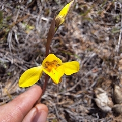 Diuris amabilis at Royalla, NSW - suppressed