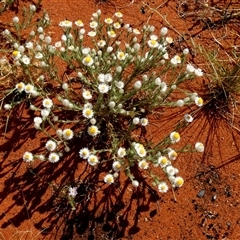 Rhodanthe floribunda (Common White Sunray) at Kunparrka, NT - 26 Aug 2024 by Paul4K